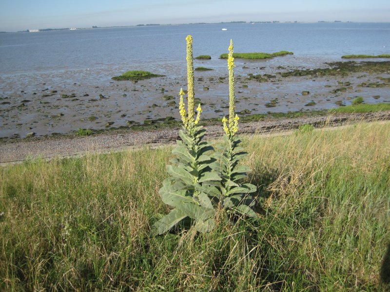 Verbascum thapsus (door Grada Menting)