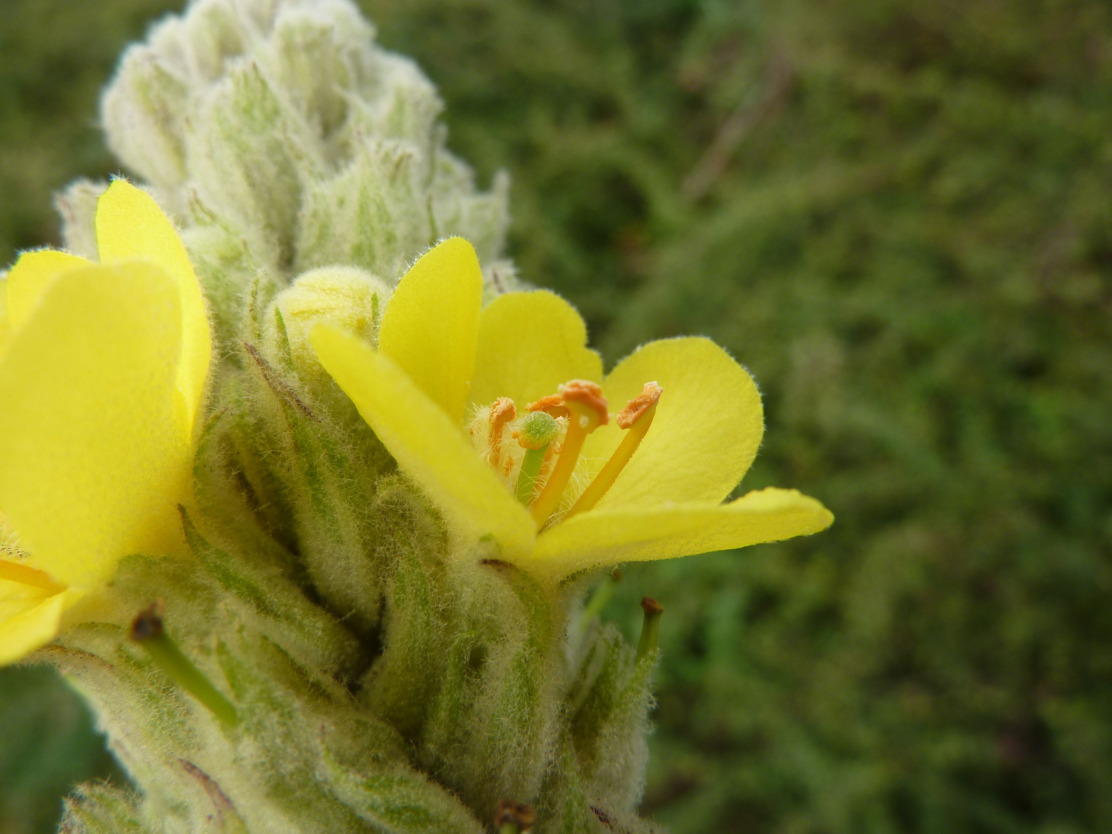 Verbascum thapsus (door Koen van Zoest)