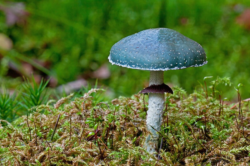 Stropharia aeruginosa (door John Breugelmans)