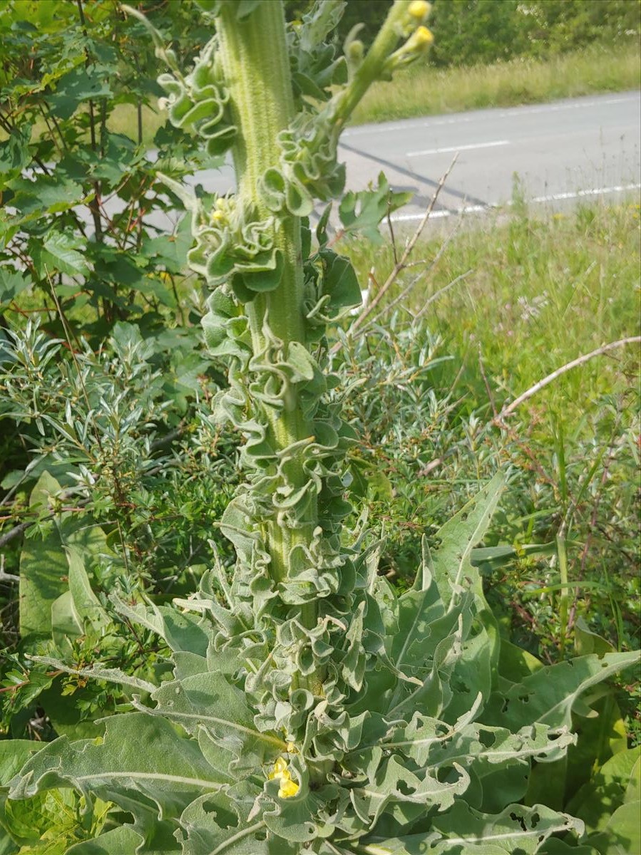 Verbascum speciosum (door Peter Wetzels)