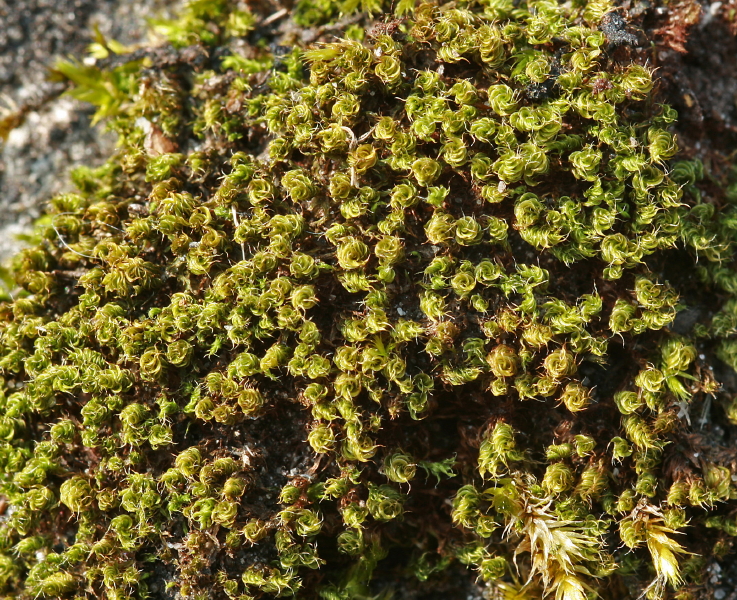 Bryum capillare (door Jan Kersten)