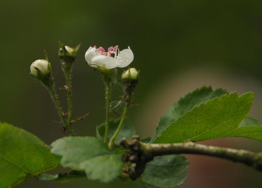 Crataegus rhipidophylla (door Theo Muusse)