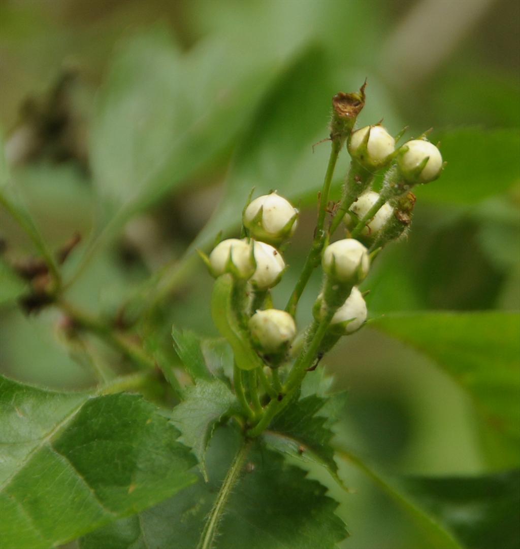 Crataegus rhipidophylla (door Theo Muusse)