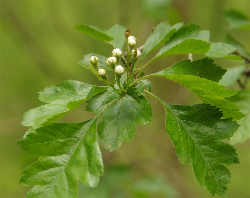 Crataegus rhipidophylla (door Theo Muusse)