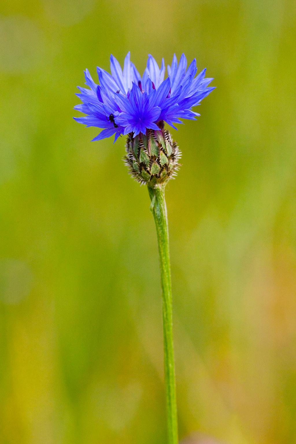 Centaurea cyanus (door John Breugelmans)