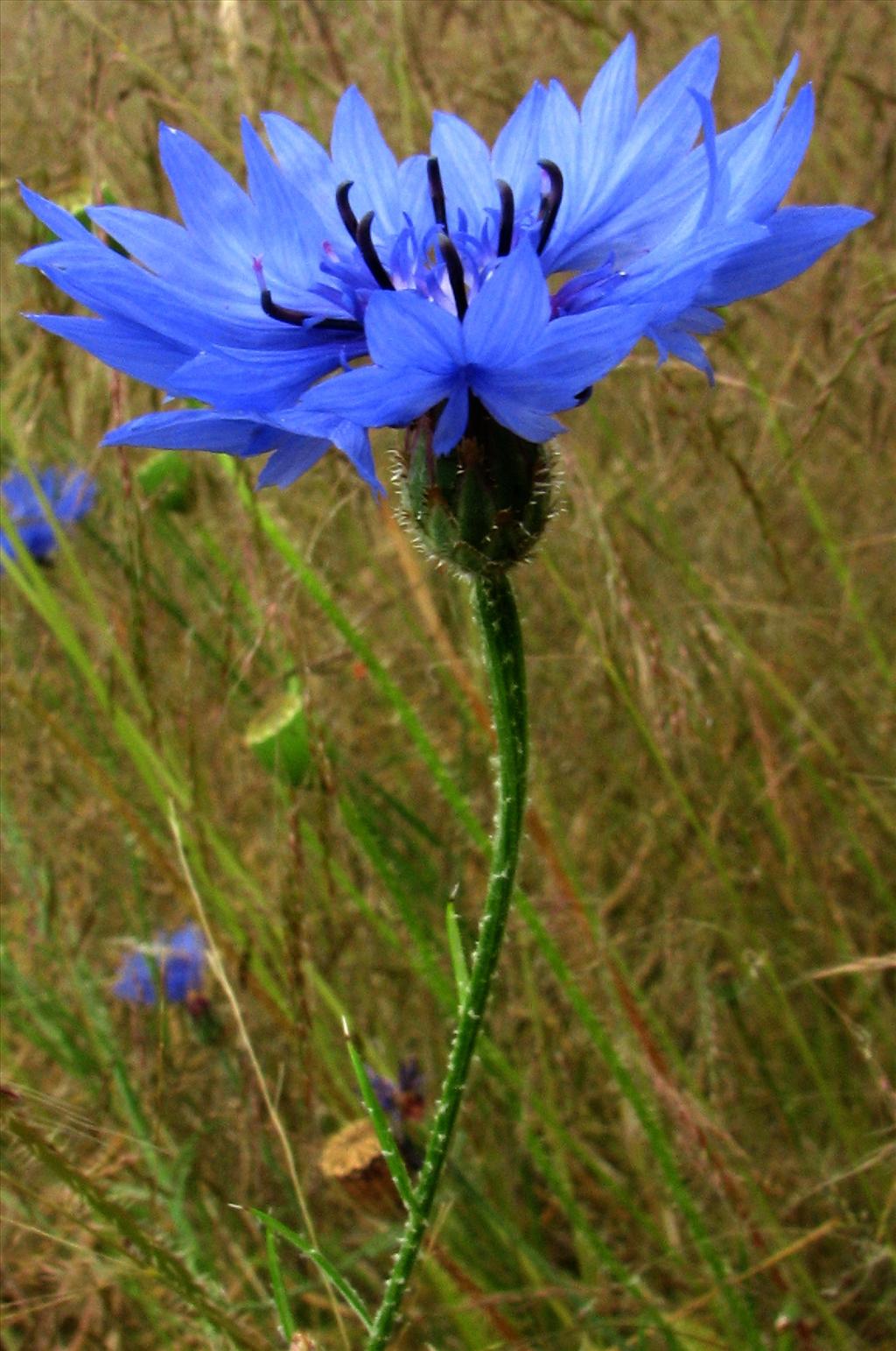 Centaurea cyanus (door Bert Verbruggen)