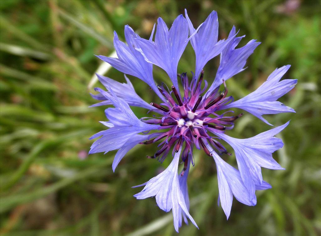 Centaurea cyanus (door Bert Verbruggen)