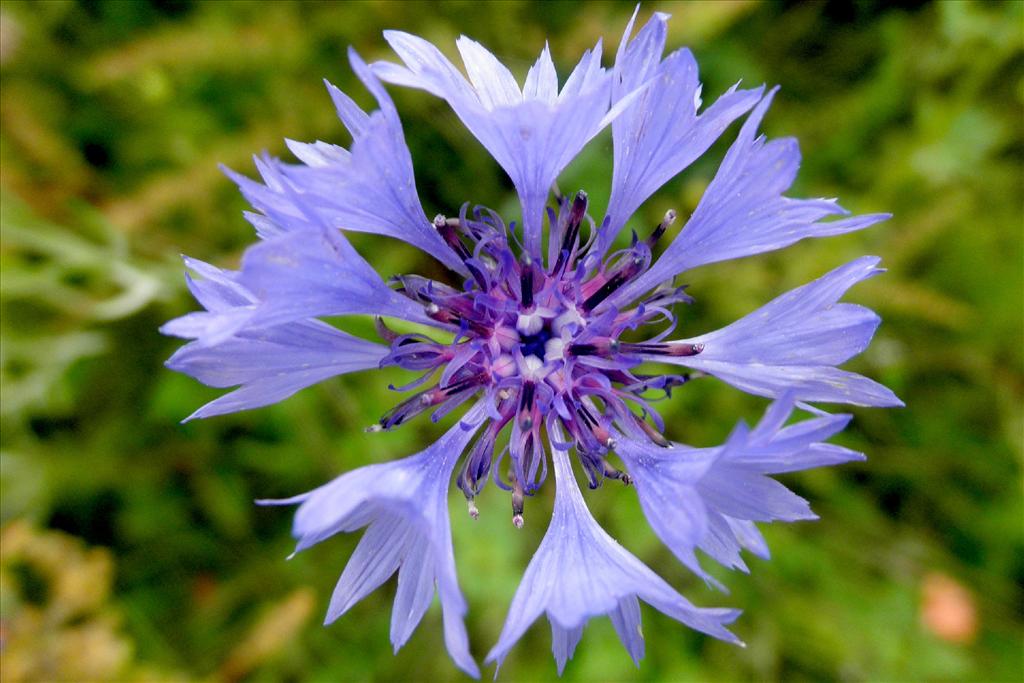 Centaurea cyanus (door Bert Verbruggen)