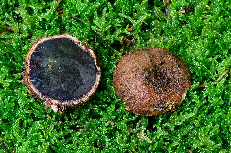 Elaphomyces granulatus (door John Breugelmans)