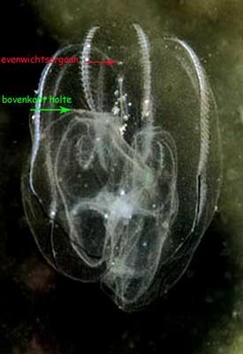 Bolinopsis infundibulum (door )