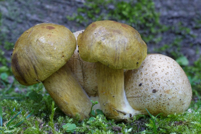 Pseudoboletus parasiticus (door Gio van Bernebeek)