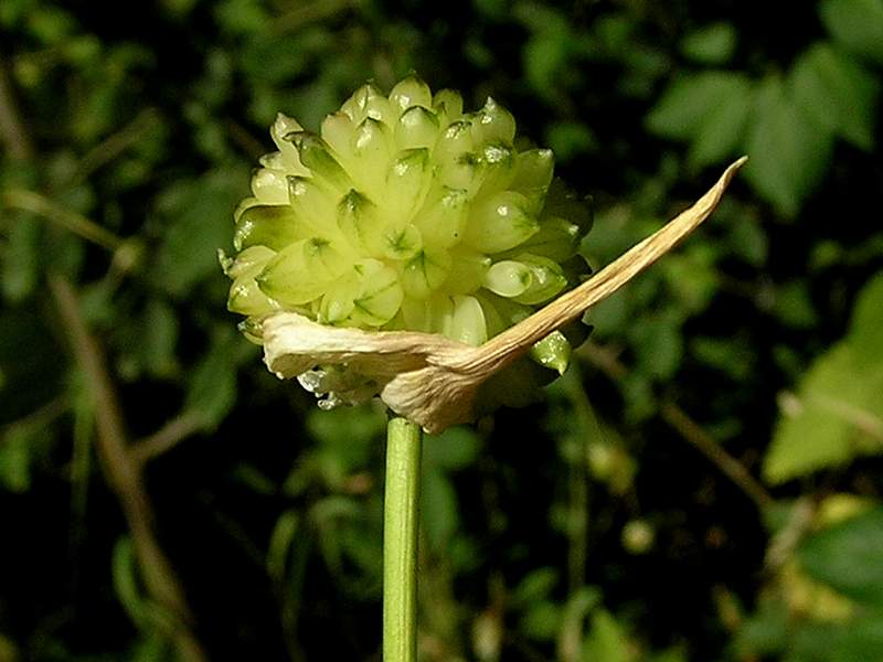 Allium vineale (door Grada Menting)