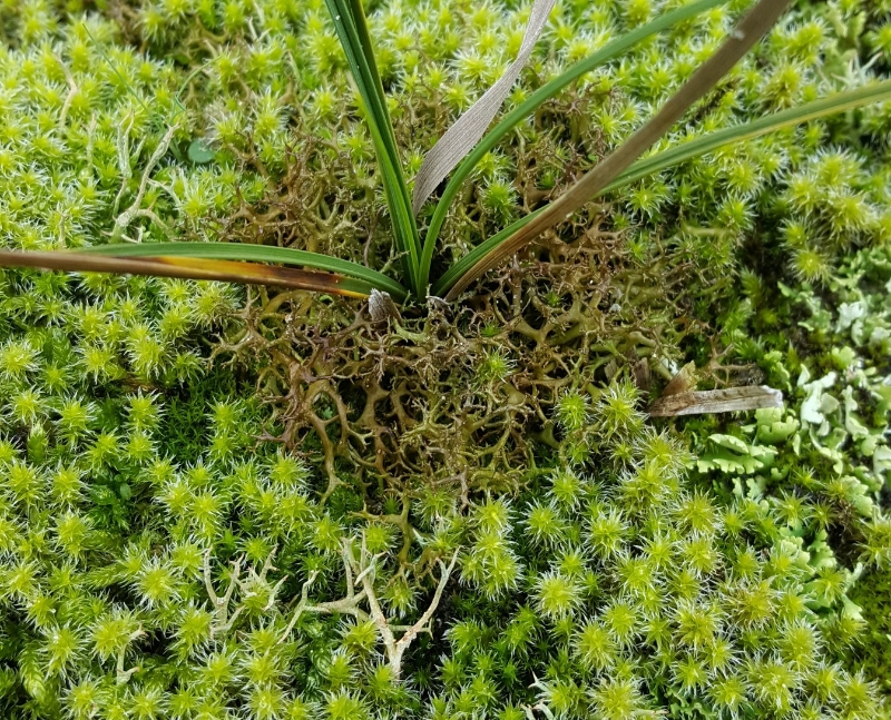 Cetraria aculeata (door Maarten Langbroek)