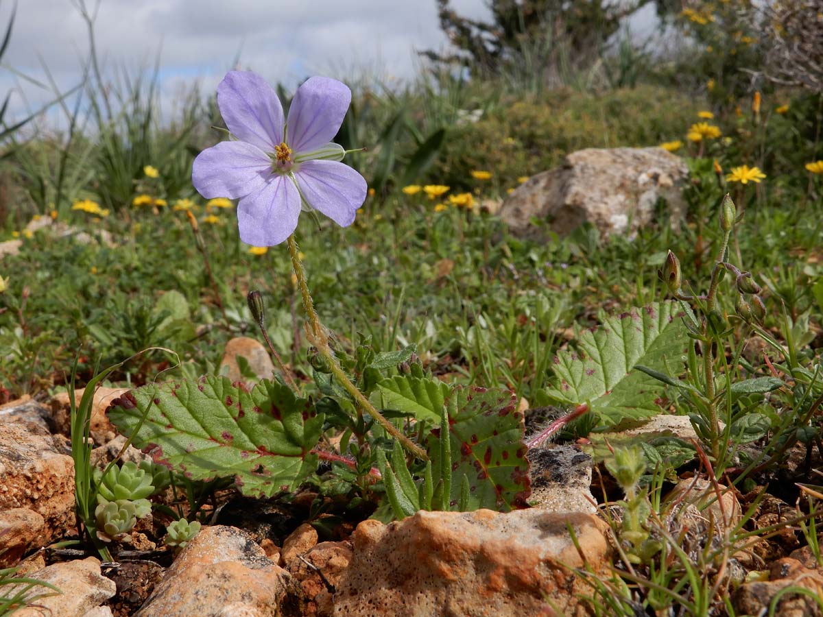 Erodium gruinum (door Ed Stikvoort | Saxifraga.nl)