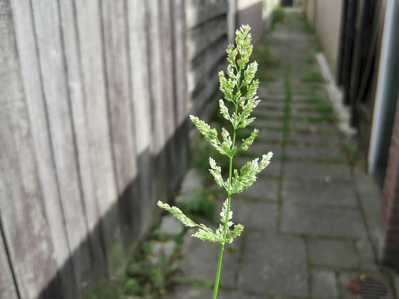 Polypogon viridis (door Grada Menting)