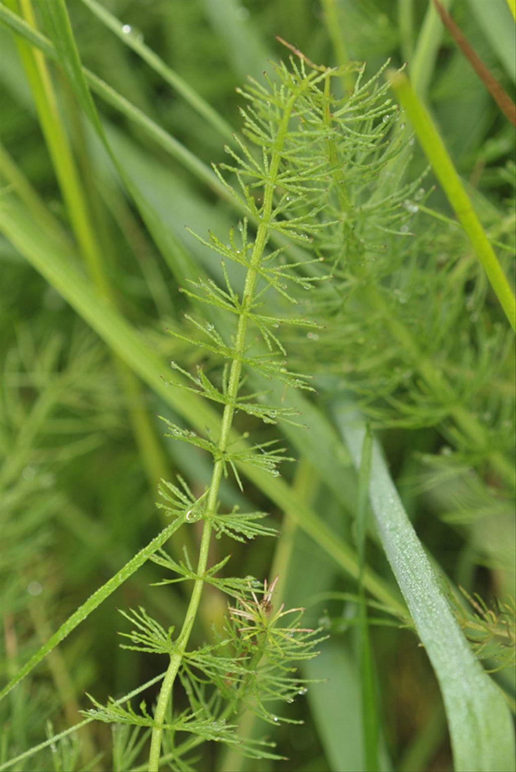 Trocdaris verticillatum (door Theo Muusse)