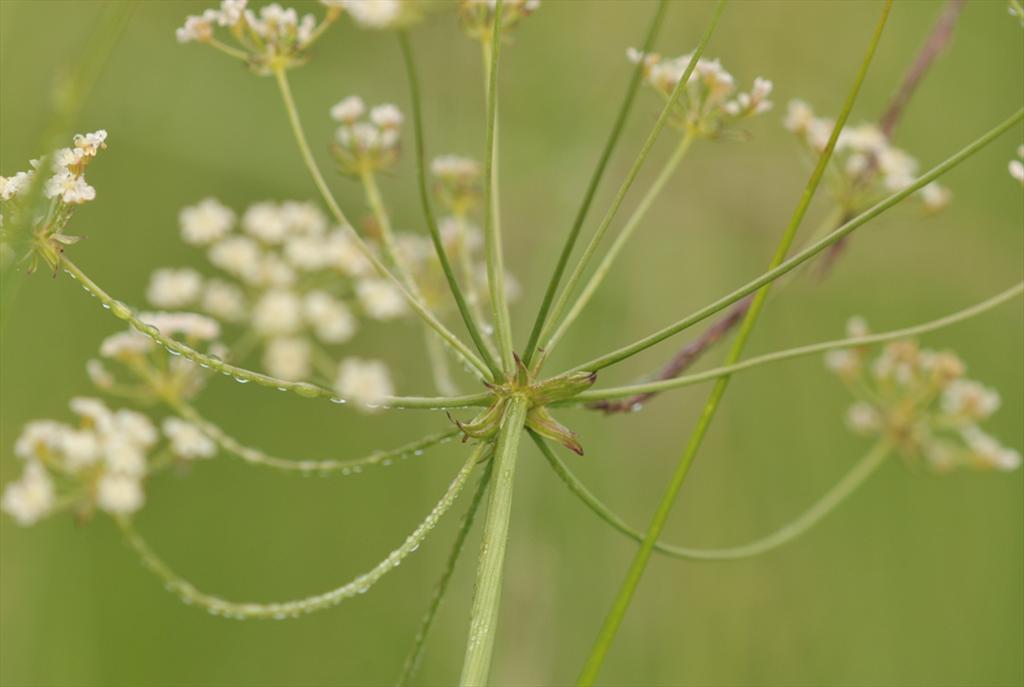 Trocdaris verticillatum (door Theo Muusse)