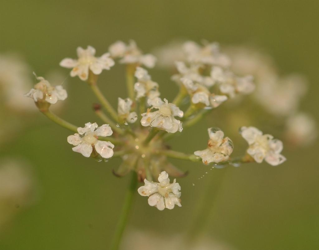 Trocdaris verticillatum (door Theo Muusse)