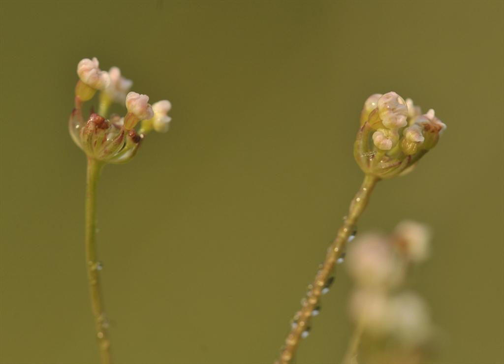 Trocdaris verticillatum (door Theo Muusse)