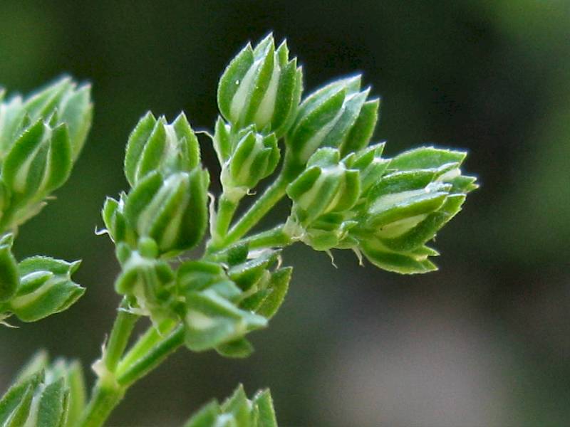 Polycarpon tetraphyllum (door Grada Menting)