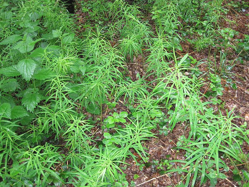 Polygonatum verticillatum (door Grada Menting)