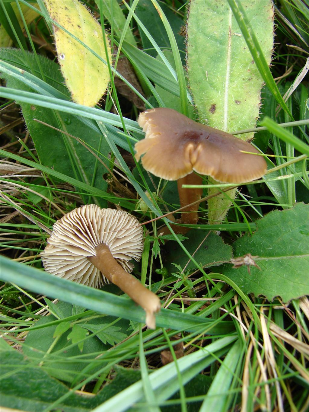 Camarophyllopsis schulzeri (door Jan v.d. Heide)