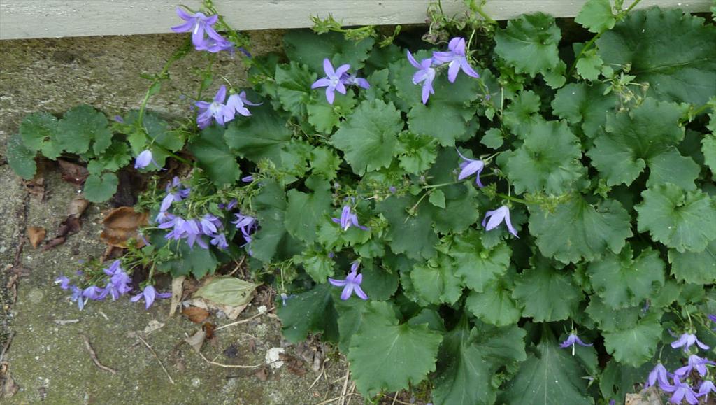 Campanula poscharskyana (door Peter Wetzels)