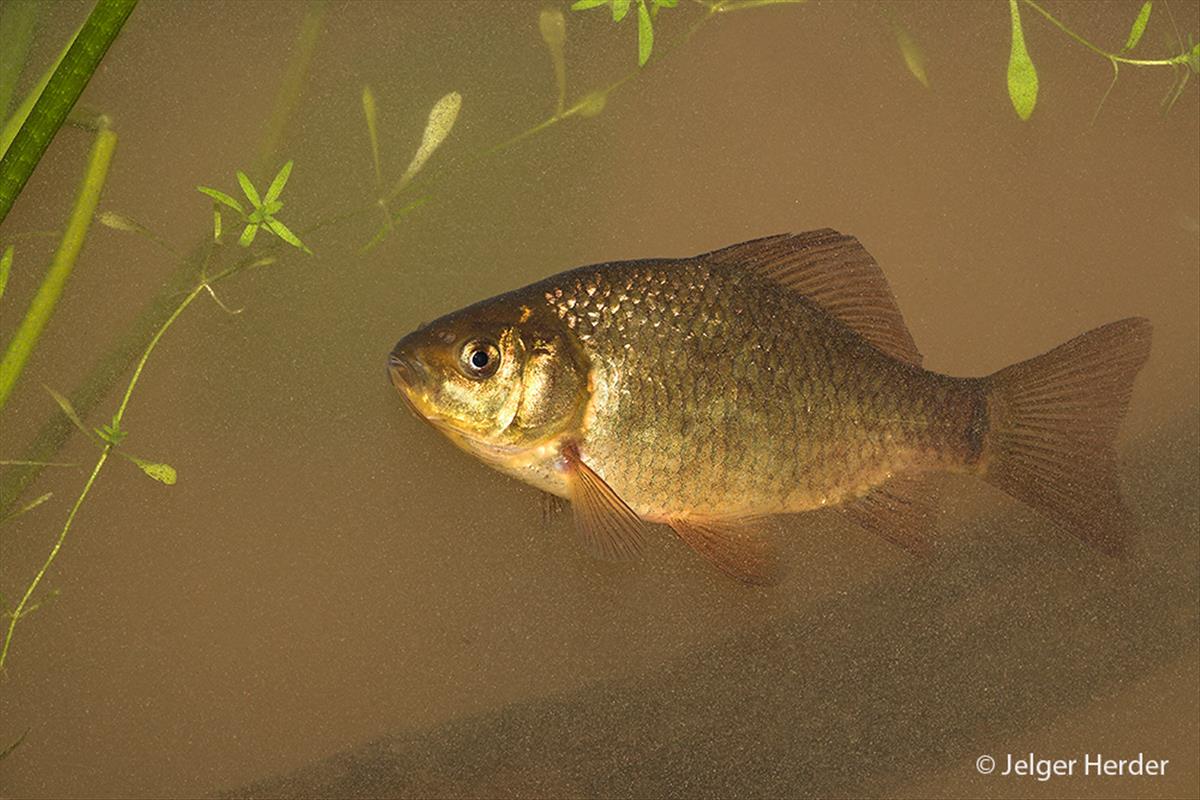 Carassius carassius (door Jelger Herder)