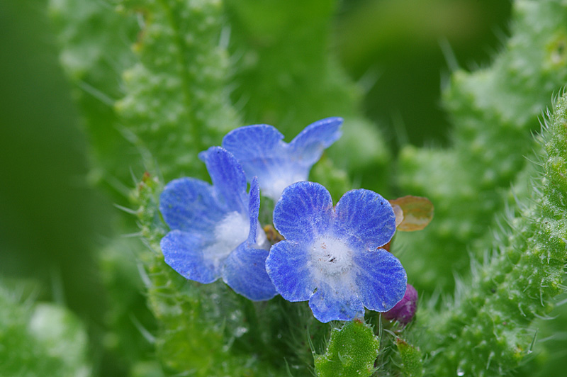 Anchusa arvensis (door Hans Adema)