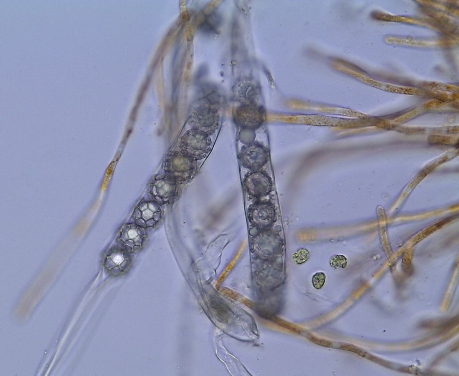 Lamprospora campylopodis (door Herma Visscher)