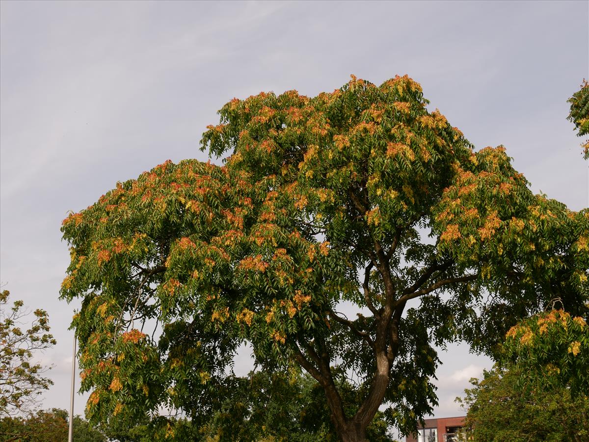 Ailanthus altissima (door Wim van der Neut)