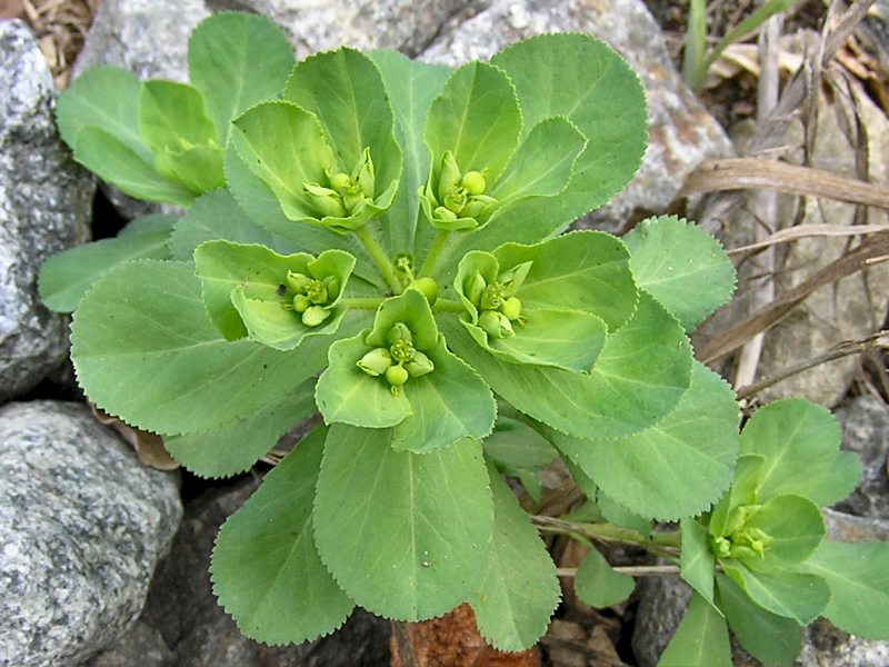 Euphorbia helioscopia (door Grada Menting)
