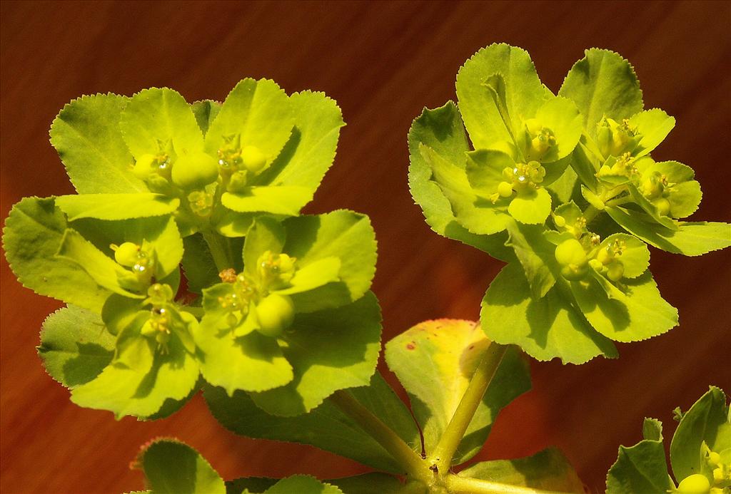 Euphorbia helioscopia (door Han Beeuwkes)