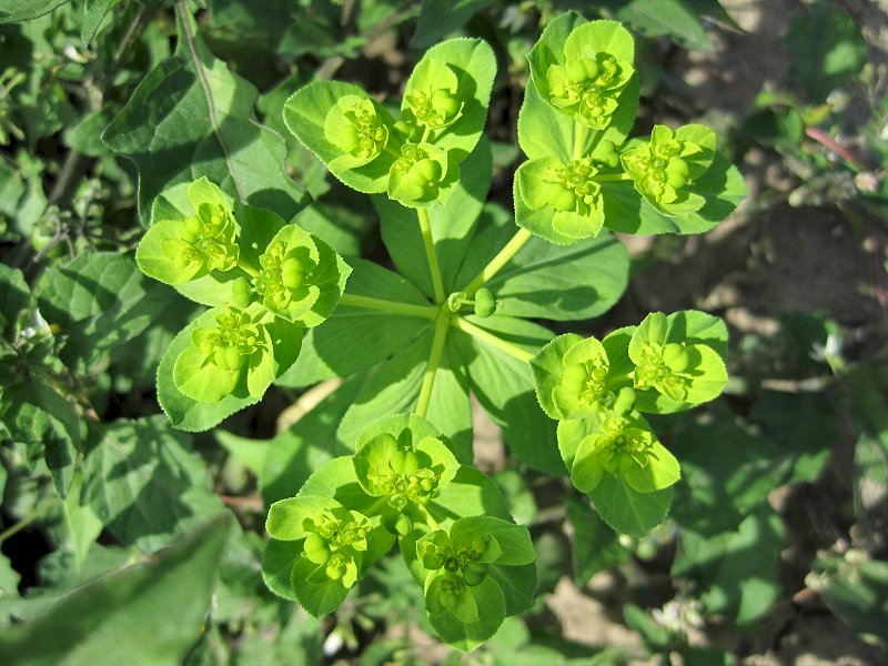 Euphorbia helioscopia (door Grada Menting)