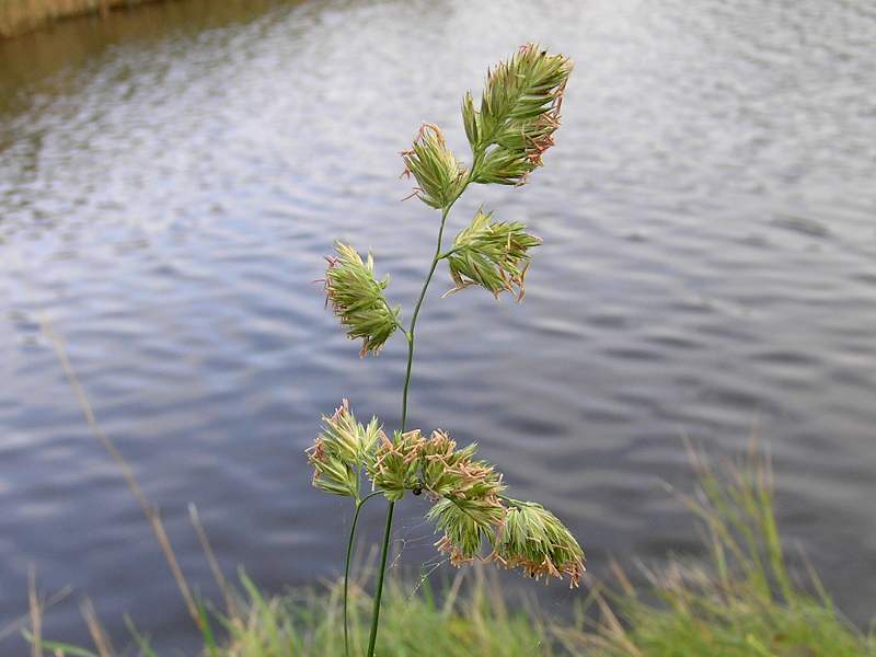 Dactylis glomerata subsp. glomerata (door Grada Menting)