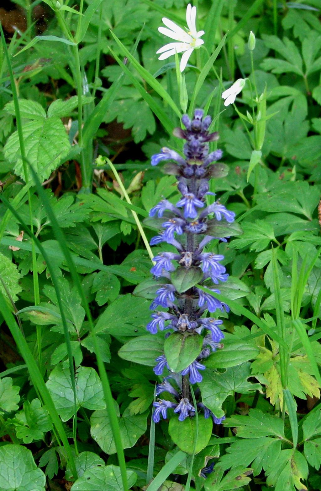 Ajuga reptans (door Bert Verbruggen)