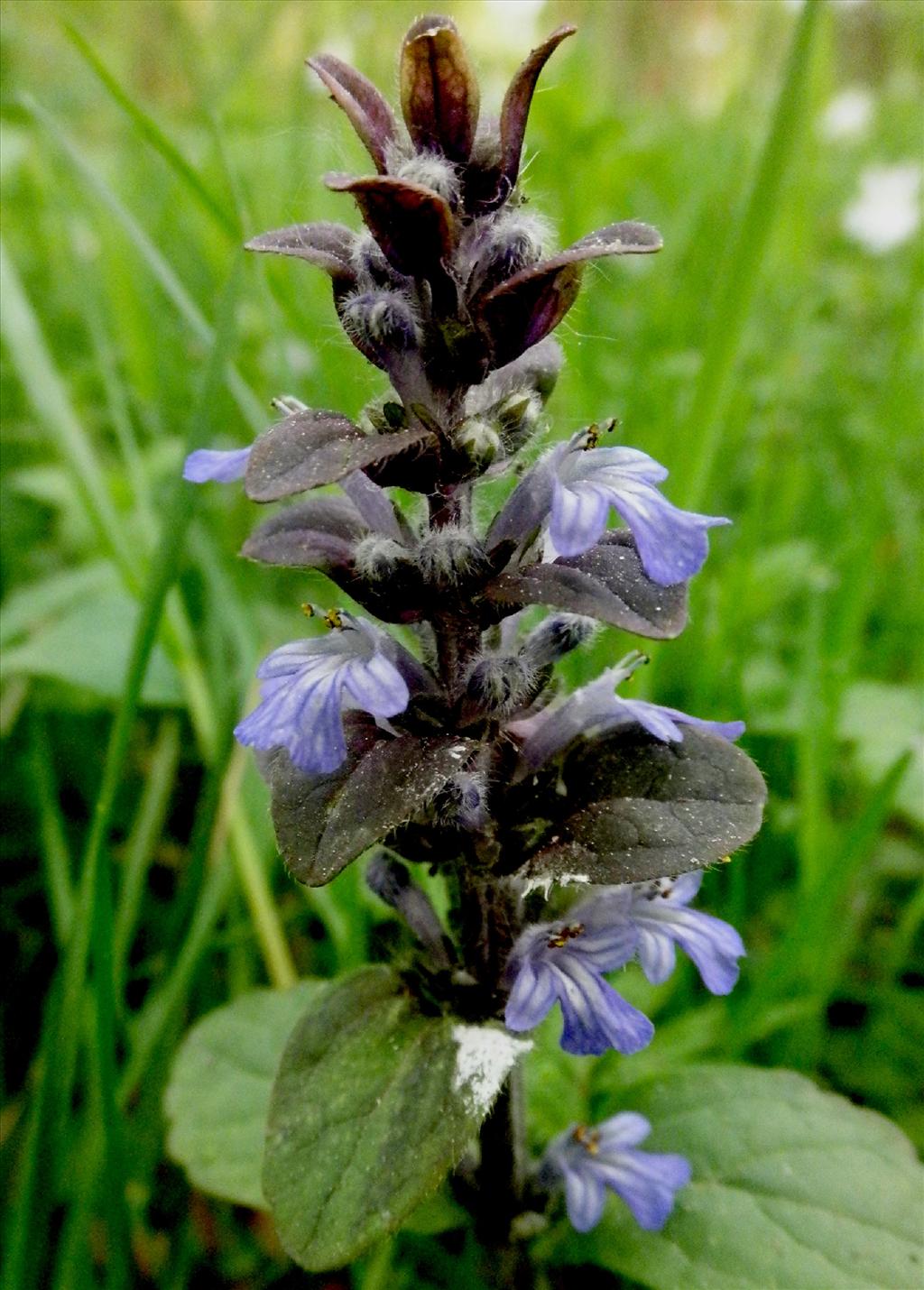 Ajuga reptans (door Bert Verbruggen)