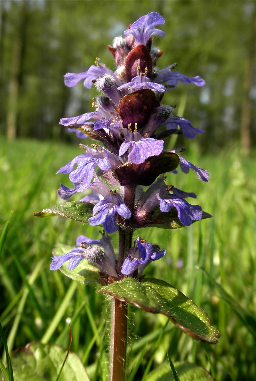 Ajuga reptans (door Bert Verbruggen)