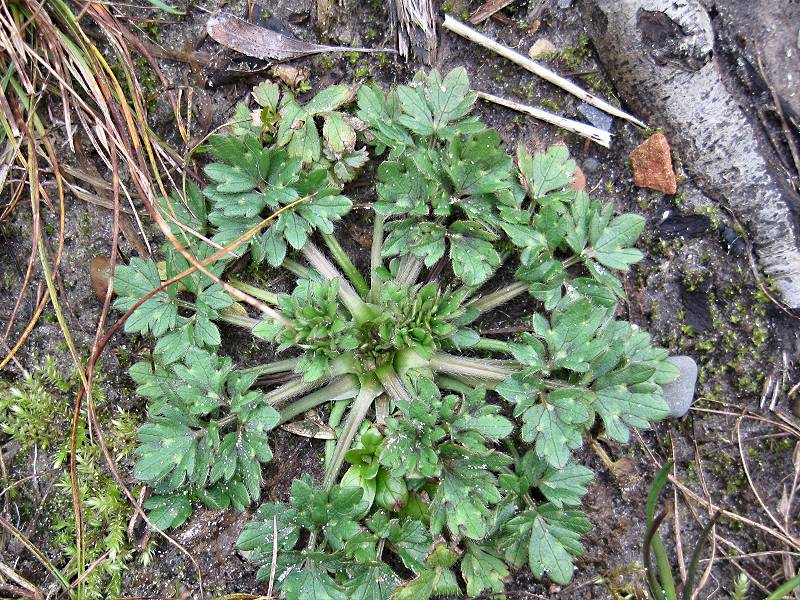 Ranunculus repens (door Grada Menting)