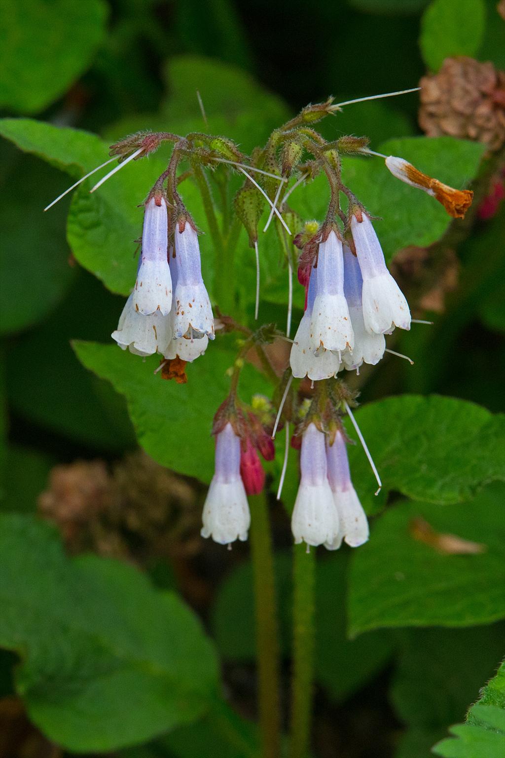 Symphytum x hidcotense (door John Breugelmans)