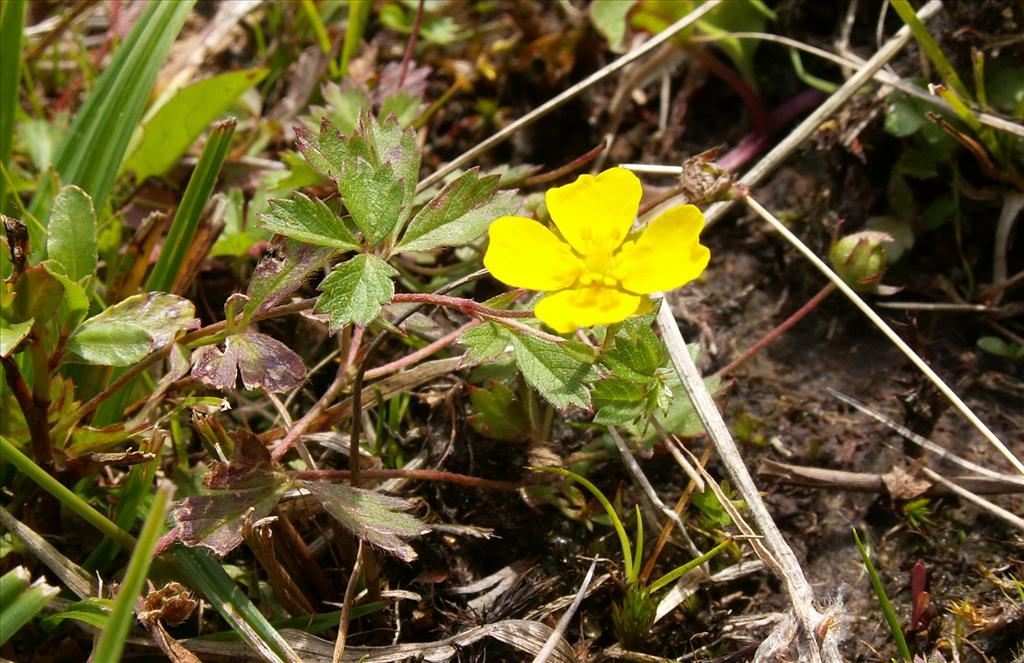 Potentilla anglica (door Han Beeuwkes)