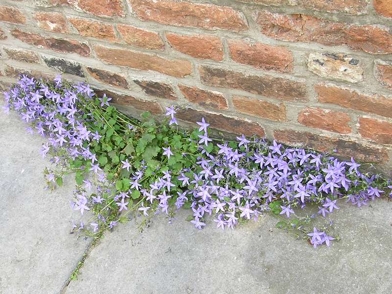 Campanula poscharskyana (door Grada Menting)