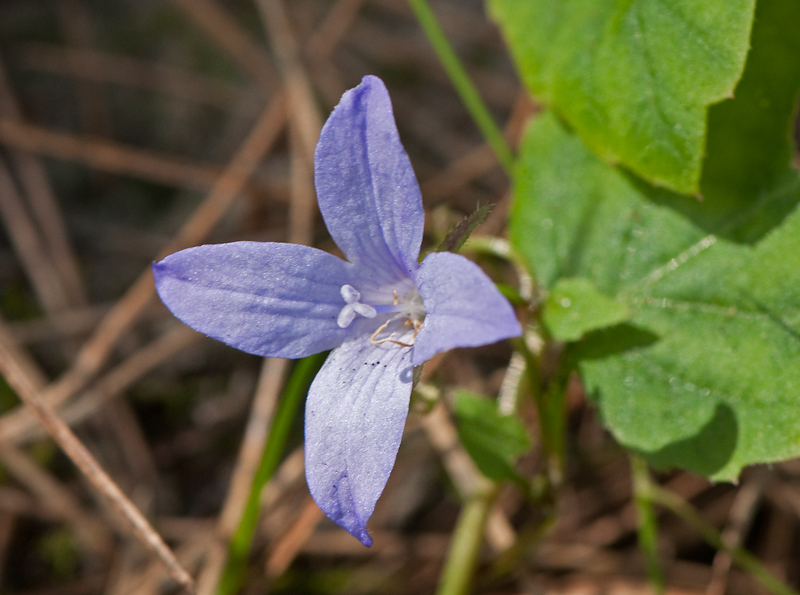 Campanula poscharskyana (door Wijnand van Buuren)