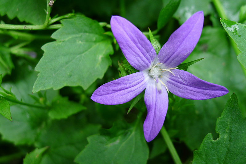 Campanula poscharskyana (door John Breugelmans)