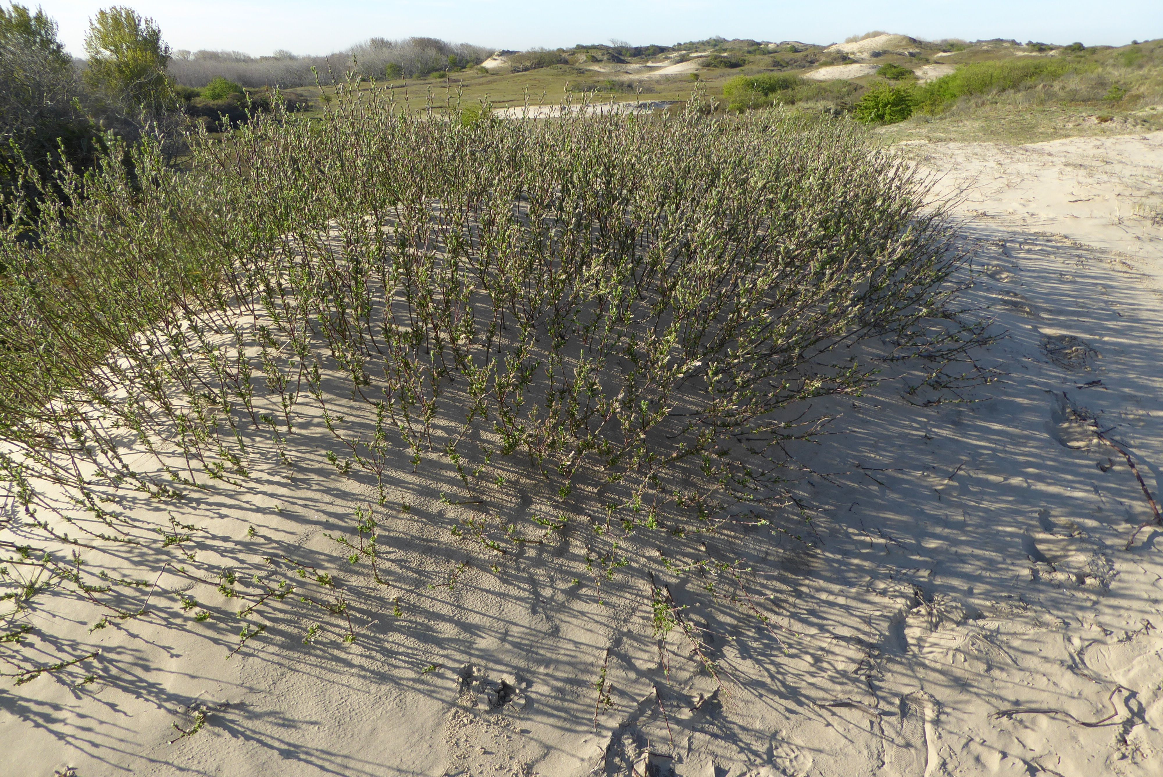 Salix repens (door Koen van Zoest)