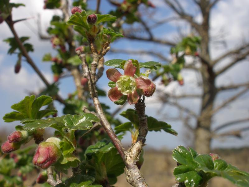 Ribes uva-crispa (door Maarten Langbroek)