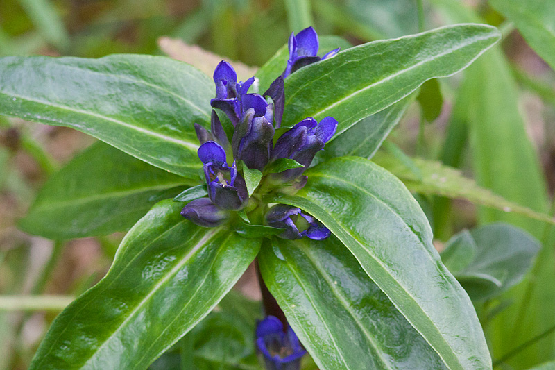 Gentiana cruciata (door John Breugelmans)