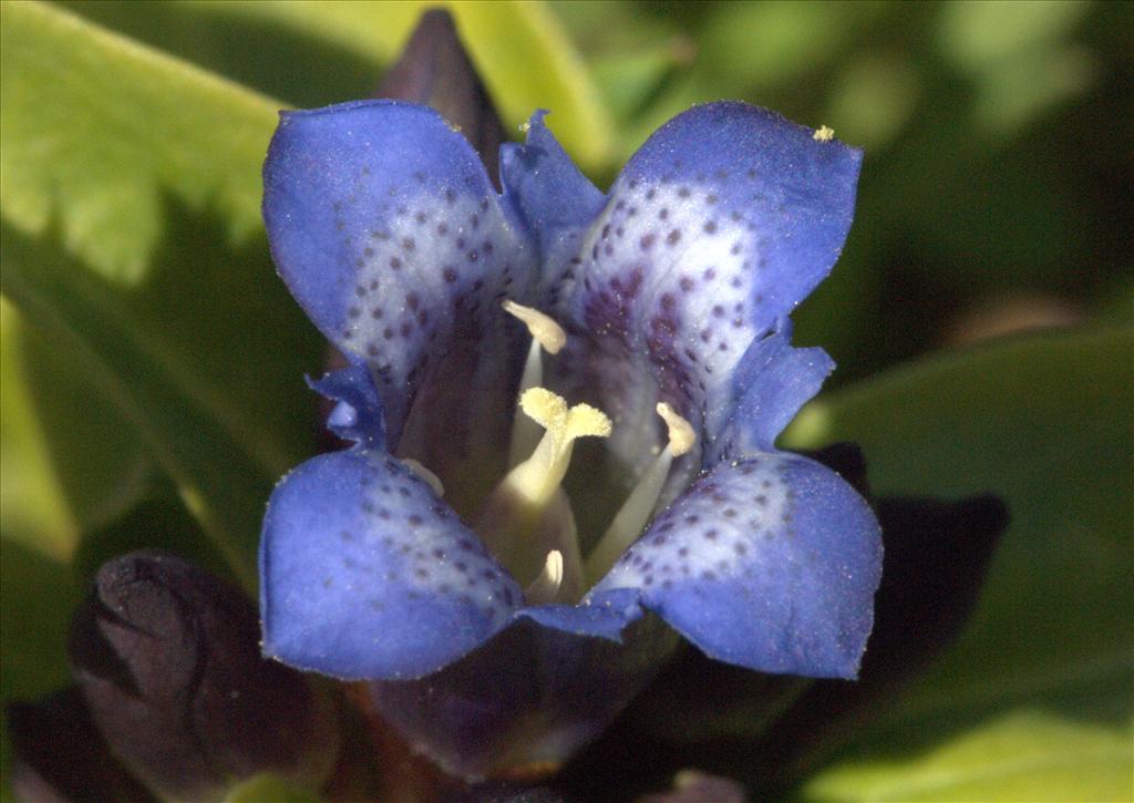 Gentiana cruciata (door Peter Hegi)