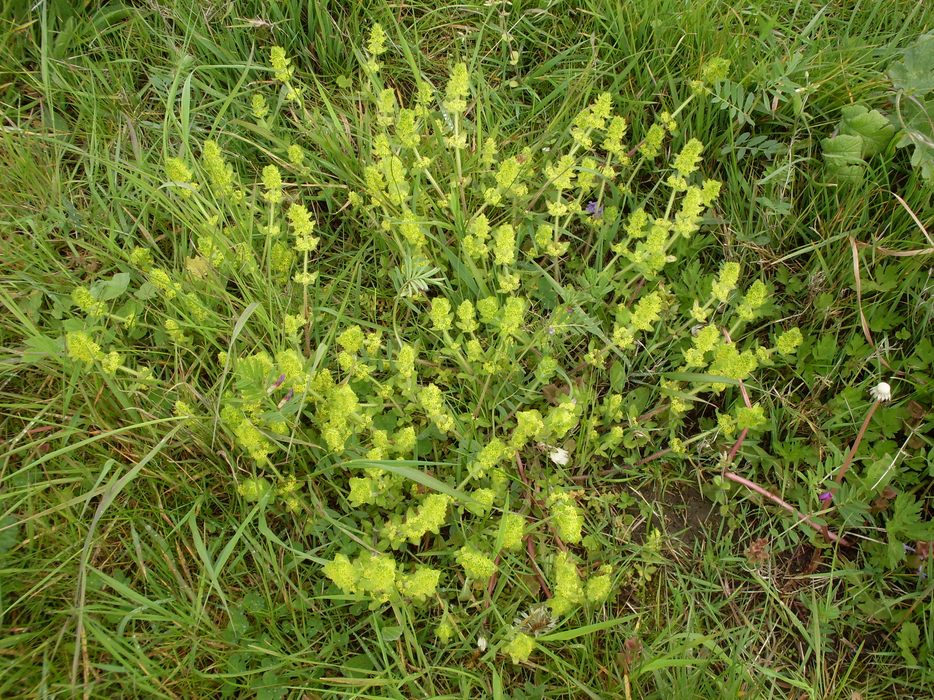 Cruciata laevipes (door Dick Kerkhof)