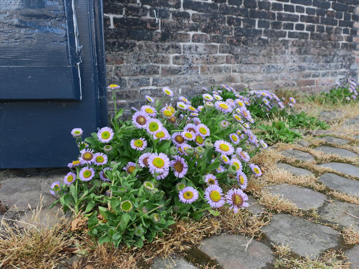 Erigeron glaucus (door Grada Menting)